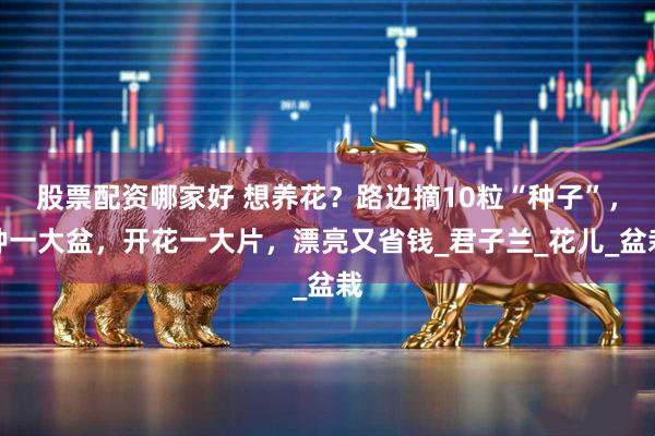 股票配资哪家好 想养花？路边摘10粒“种子”，种一大盆，开花一大片，漂亮又省钱_君子兰_花儿_盆栽